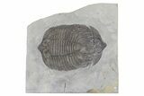 Double Arctinurus Trilobite Plate - Middleport, New York #232138-1